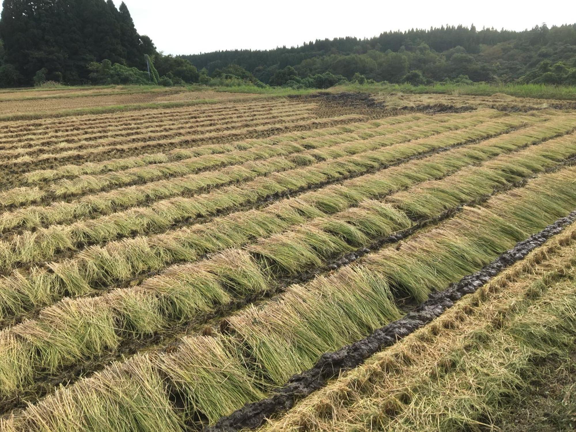 Homestay 農家民宿　里山のカフェ ににぎ