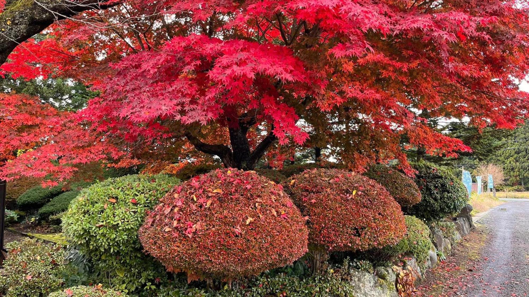 Homestay 農家民宿　里山のカフェ ににぎ *